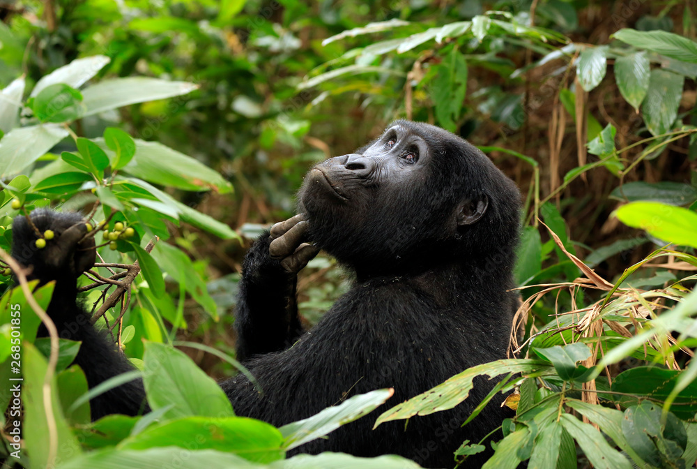 Fototapeta premium Mountain Gorilla (Gorilla beringei beringei) Scratching Its Chin and Looking Upwards. Bwindi Impenetrable National Park, Uganda