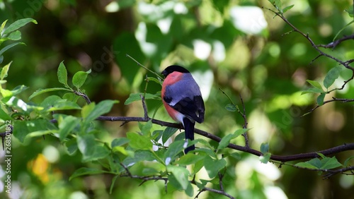 Vogel Vögel Ast Baum im Grünen Tierbeobachtung heimisch rot blau Gefieder Singvogel