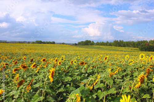 field with sunflowers and blue sky with clouds