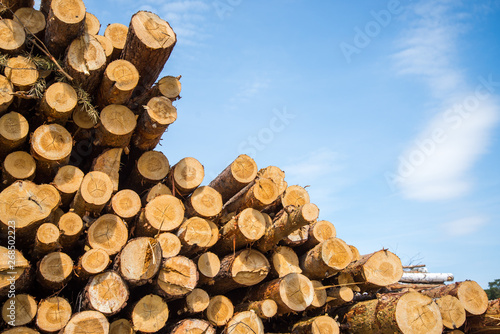 Stacked wood logs against blue sky - lumber or timber industry concept