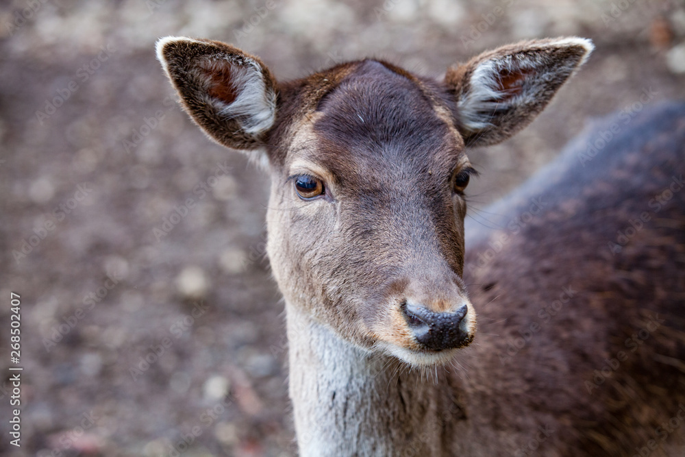 Portrait of European roe deer (Capreolus capreolus) in the forest Portrait of European roe deer (Capreolus capreolus) in the forest