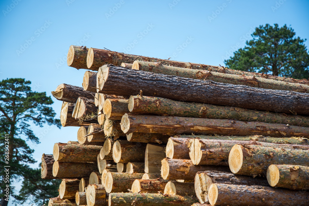 Stacked wood logs against blue sky - lumber or timber industry concept Stacked wood logs against blue sky - lumber or timber industry concept