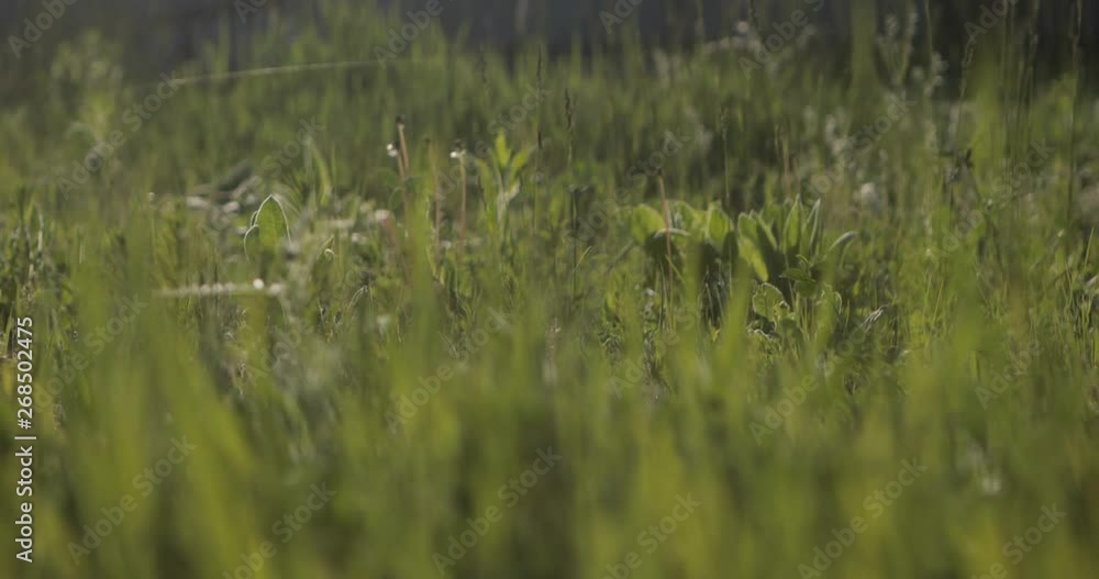 Green grass background in early morning sun drops of water in form of dew different plants dandelion blowball life periwinkle Green grass background in early morning sun drops of water in form of dew different plants dandelion blowball life periwinkle