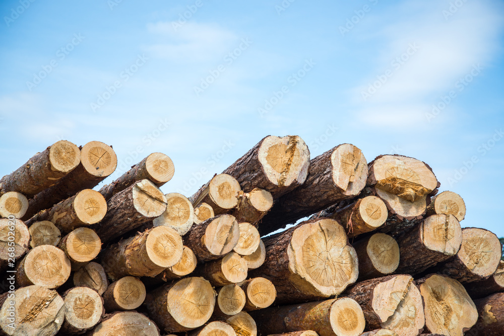 Stacked wood logs against blue sky - lumber or timber industry concept