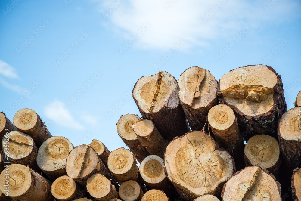 Stacked wood logs against blue sky - lumber or timber industry concept Stacked wood logs against blue sky - lumber or timber industry concept