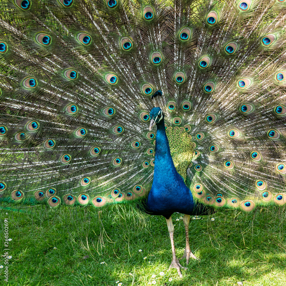 Obraz premium Peacock displaying his plumage walking forward close up square format