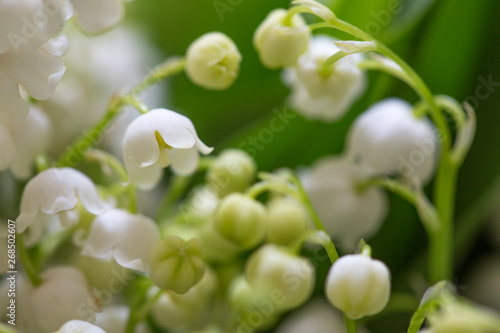 Lily of the valley flowers (Convallaria majalis), selective focus
