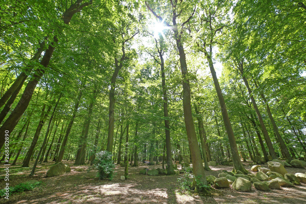 Fototapeta premium Lichtung im Wald im Sonnenschein
