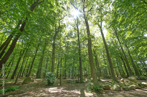 Lichtung im Wald im Sonnenschein