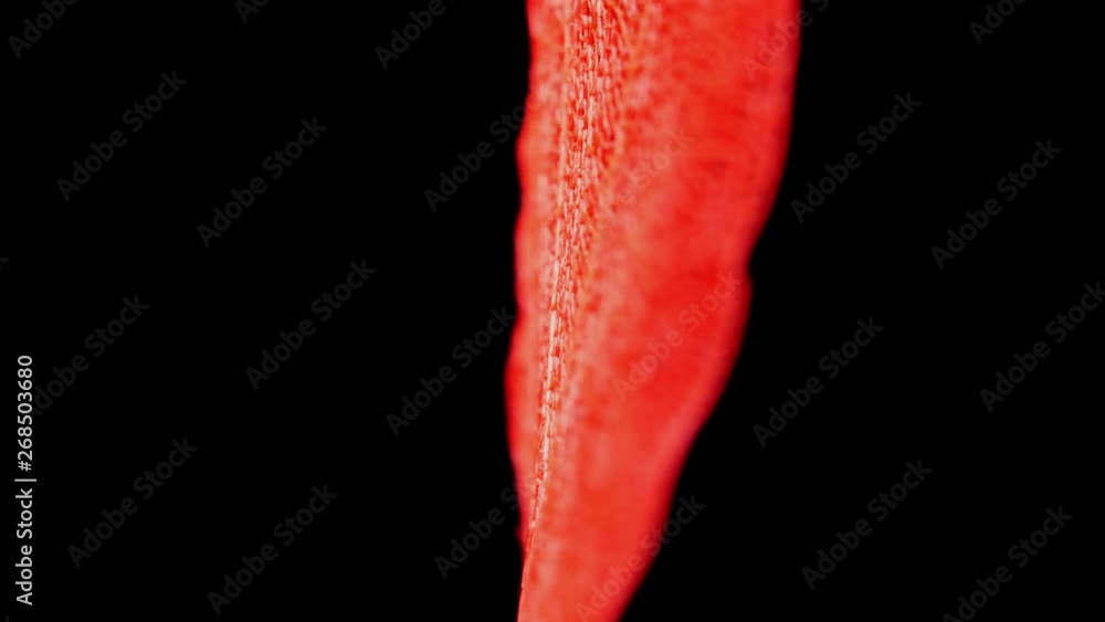 Skeleton of leaf on a black background. Skeleton of leaf on a black background.