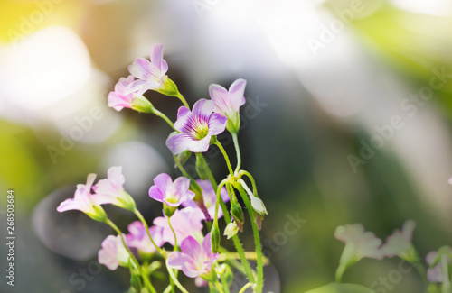 Lovely violet small flowers in sunshine summer day with green bokeh background