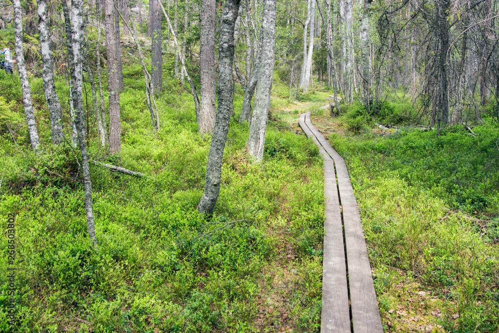 Forest plank path Forest plank path