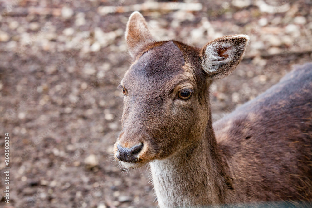 Fototapeta premium Portrait of European Red deer (Cervus elaphus) in the forest