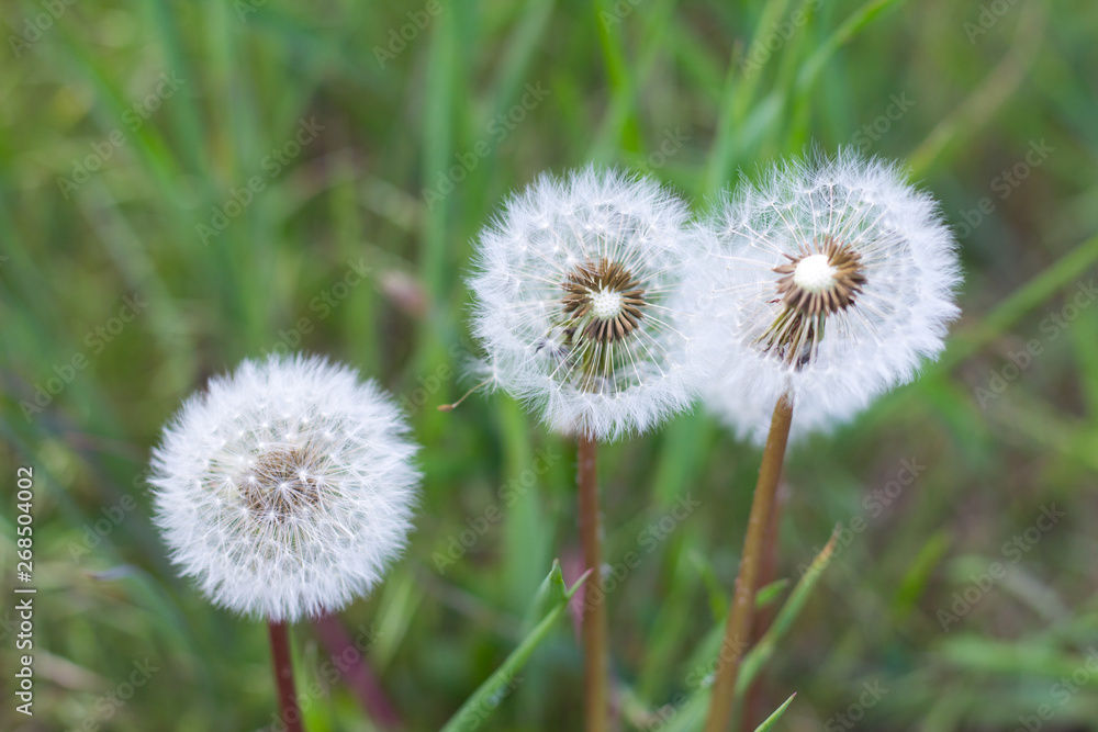 white fluffy dandelion growing on a forest lawn white fluffy dandelion growing on a forest lawn
