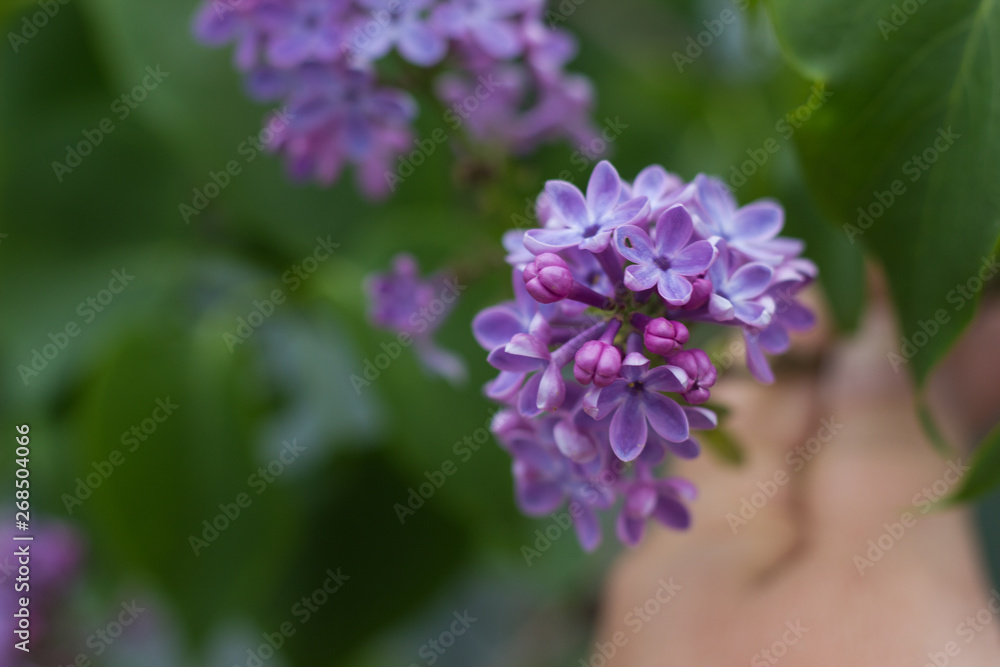 beautiful blooming branch of lilac growing in a home garden beautiful blooming branch of lilac growing in a home garden