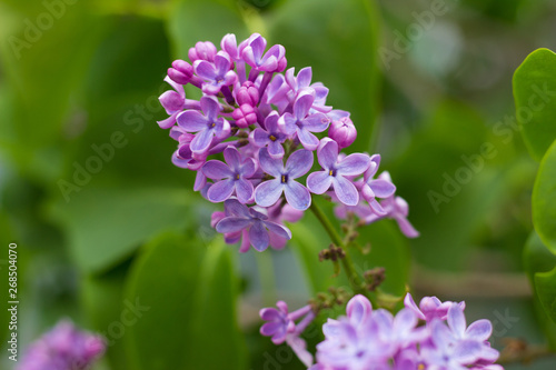 beautiful blooming branch of lilac growing in a home garden