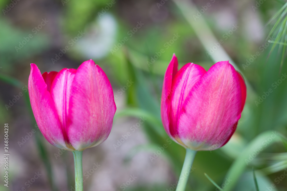 buds of beautiful red tulips growing in a city park