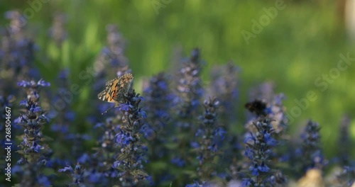 Lavender flowers on a meadow with butterfly on it. Blue color plant with insect photo
