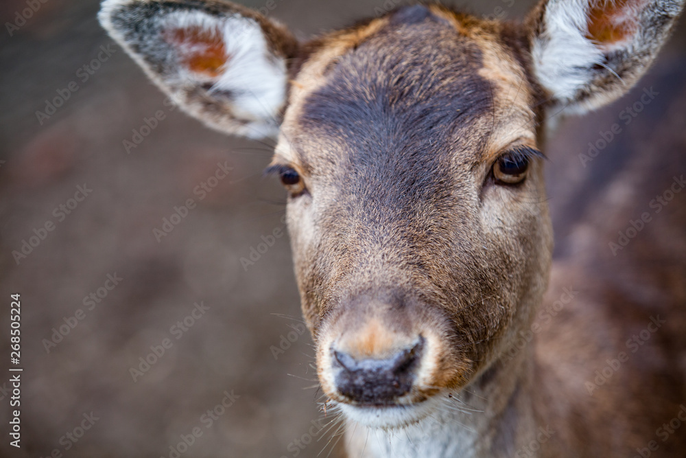 Portrait of Female Deer in a beautiful forest (Germany) Portrait of Female Deer in a beautiful forest (Germany)
