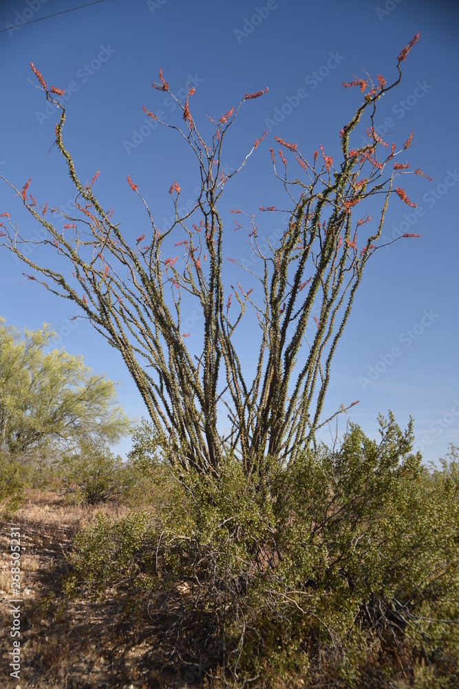 Ocotillo in springtime bloom (Fouquieria Splendens)