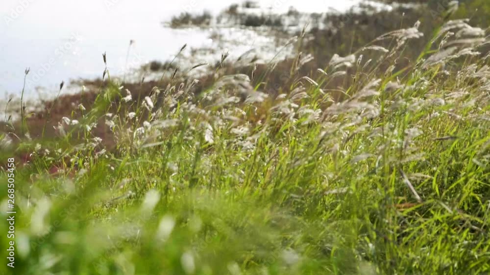 Spikelets of green grass and flowers swaying in the wind on a blurred sea background. Meadow in the countryside. Slow motion. HD Spikelets of green grass and flowers swaying in the wind on a blurred sea background. Meadow in the countryside. Slow motion. HD