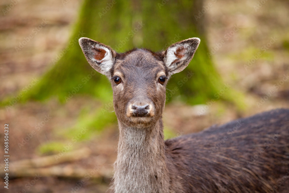 Portrait of Female Deer in a beautiful forest (Germany) Portrait of Female Deer in a beautiful forest (Germany)