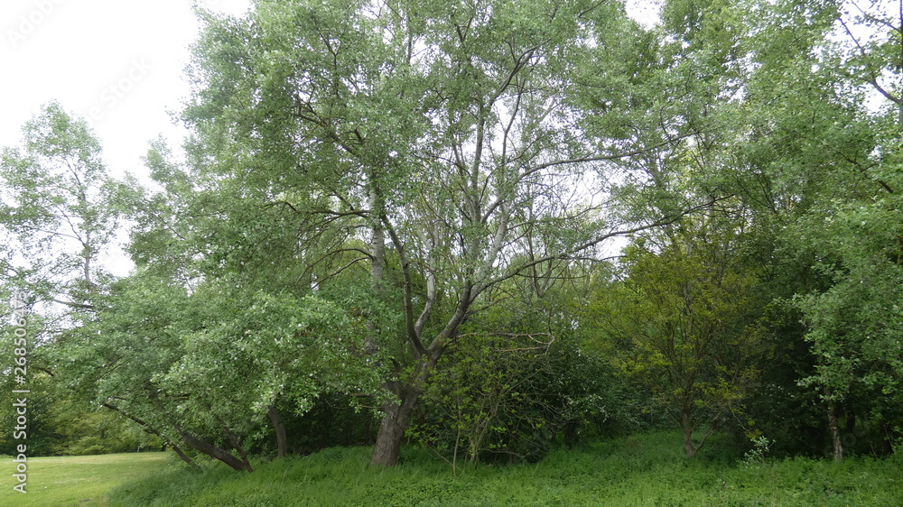 White Poplar in the forest on a beautiful spring day White Poplar in the forest on a beautiful spring day