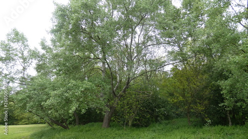 White Poplar in the forest on a beautiful spring day