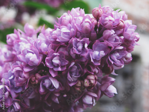 Lilacs are not just a smell, it's the emotions of childhood. 