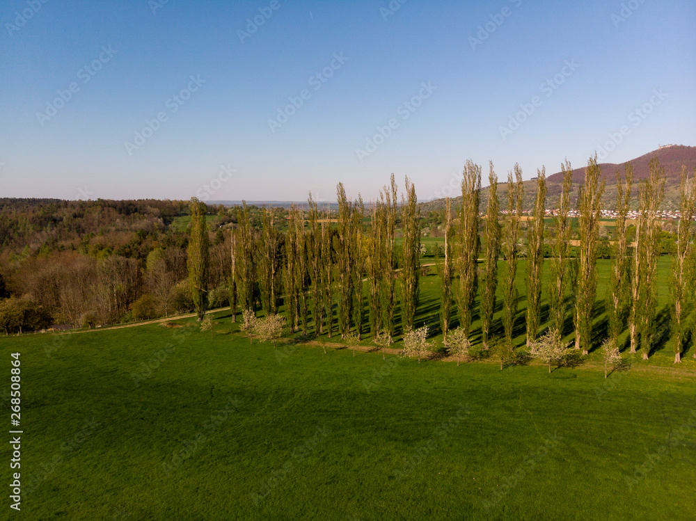 Fototapeta premium Baumreihe - Luftbild