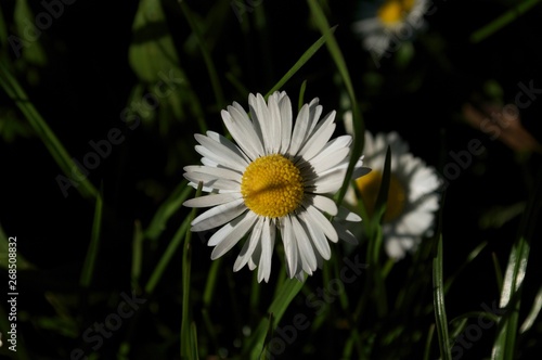 daisy in the grass