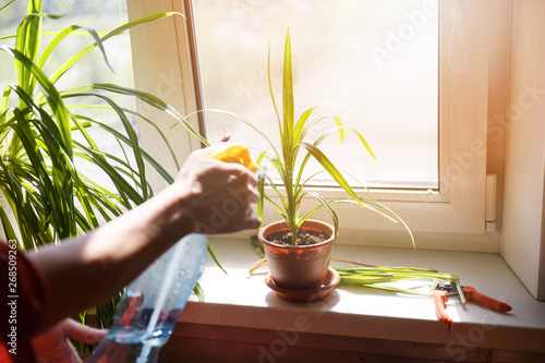 Care of home plants. Plant care. Care of houseplants. The sun's glare.