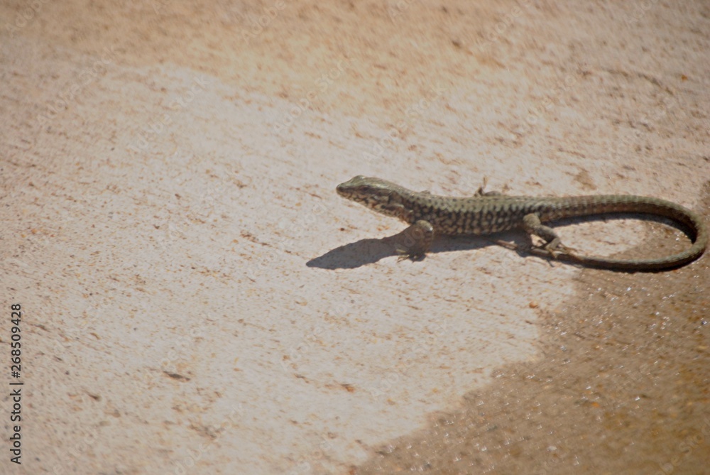 Lézard Lézard