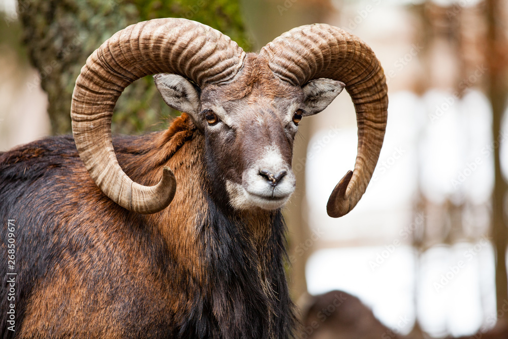 Mouflon Male (Ovis musimon) with big curvy horns in the German forest. Mouflon Male (Ovis musimon) with big curvy horns in the German forest.