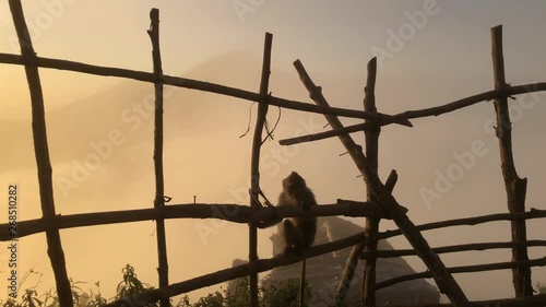 Monkey on background of a volcano in the mountains Bali Indonesia. Monkey goes on the fence on the background of clouds photo