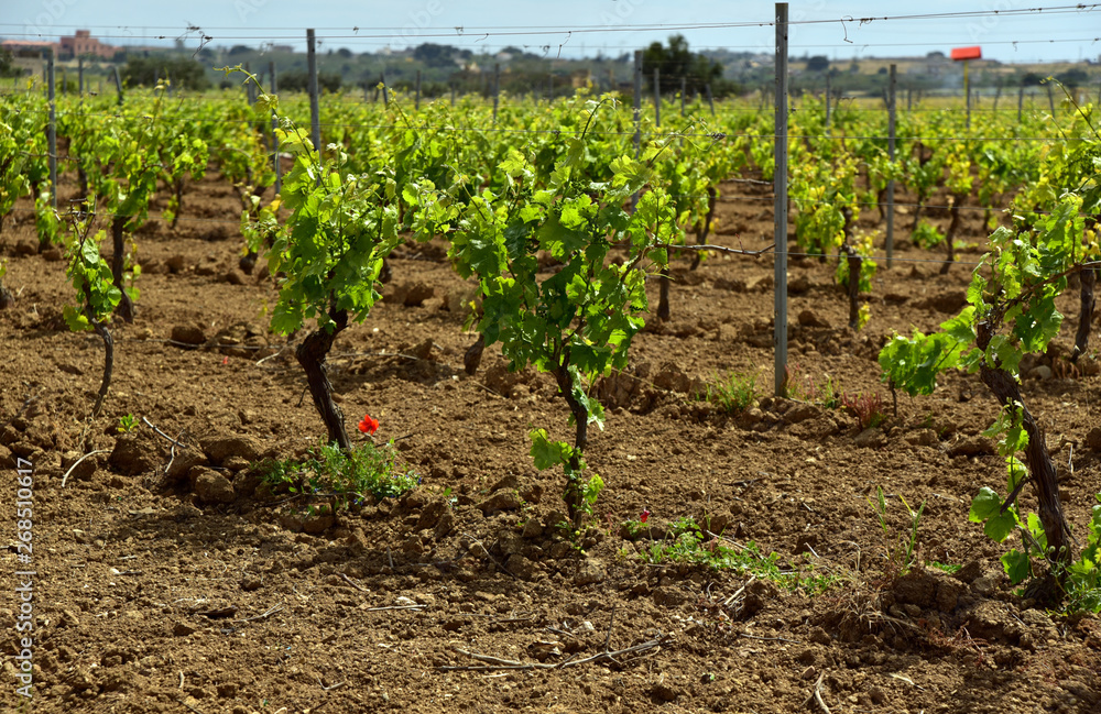Weinberg auf Sizilien mit Weinreben im Frühling