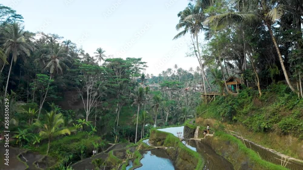 aerial video of rice terraces in Tegalalang, Bali aerial video of rice terraces in Tegalalang, Bali