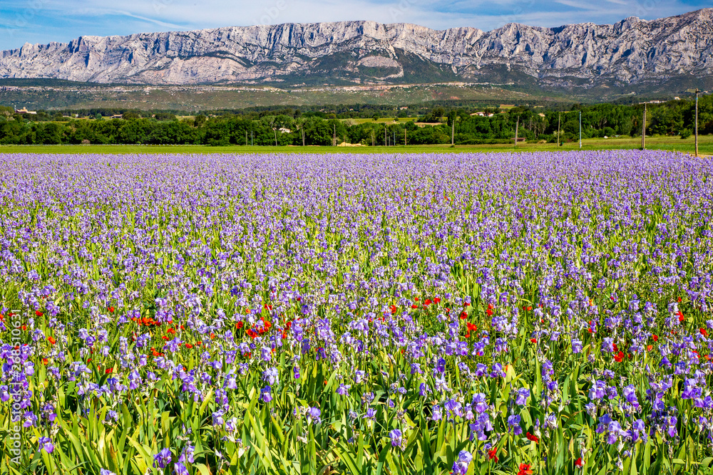 Fototapeta premium Iris meadow close to Sainte Victoire mountain near aix en Provence France.