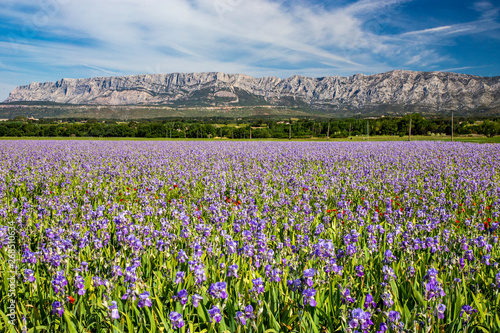Fotografie Iris meadow close  to Sainte Victoire mountain near aix en Provence  France