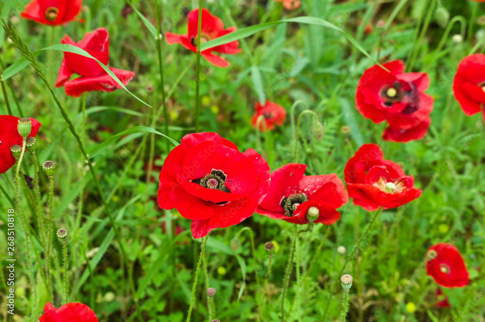 Poppies 2 Poppies 2