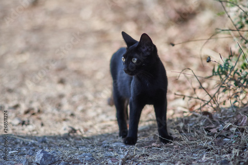 Abandoned black stray cat kitten standing on a stoney rural path in Greece.