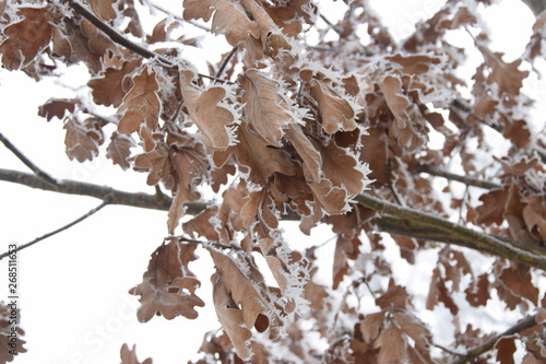 Frost 1