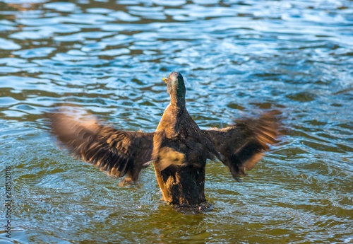 Stockente, Erpel, (Anas platyrhynchos) richtet sich im Wasser auf und schlägt mit den Flügeln, Hessen, Deutschland, Europa  photo