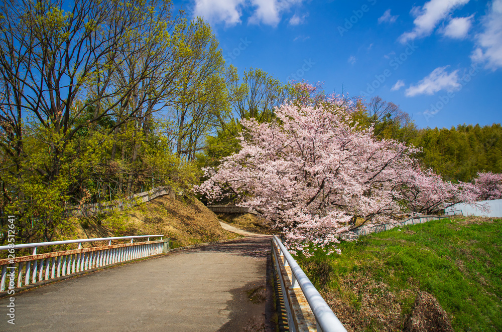 服部緑地 橋の向こう側の桜 Stock Photo Adobe Stock