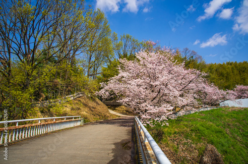 服部緑地 橋の向こう側の桜 Stock Photo Adobe Stock 服部緑地 橋の向こう側の桜 Stock Photo Adobe Stock