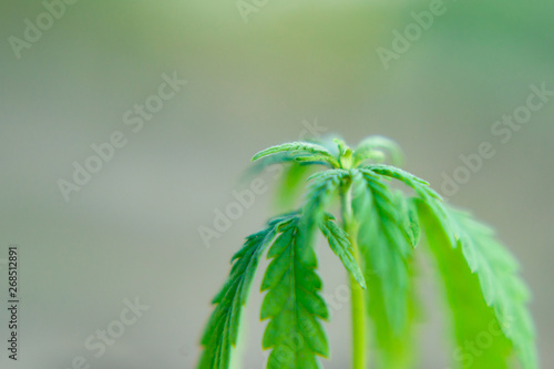 Small plant of cannabis seedlings at the stage of vegetation planted in the ground, cultivation in an indoor marijuana for medical purposes. Macro of green hemp, CBD oil concept on blurred background