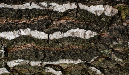 Fototapeta Naklejka Na Ścianę i Meble -  Tekstura z drzewa - brzoza