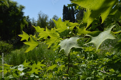 pond with plants