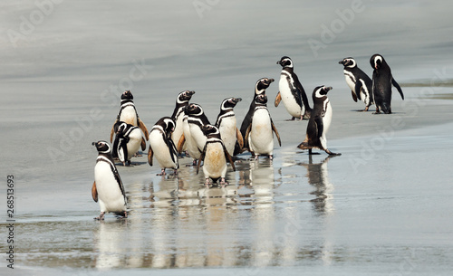 Group of Magellanic penguins on shore of the ocean