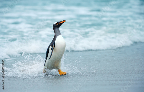 Gentoo penguin coming ashore from the ocean © giedriius